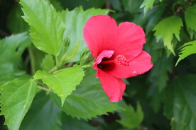 扶桑花