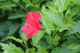 扶桑花