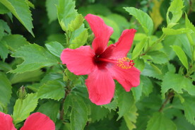 扶桑花