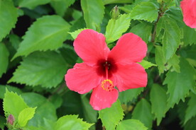 扶桑花