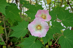 粉色木芙蓉花