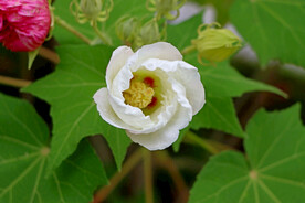 白色木芙蓉花