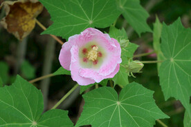 粉色木芙蓉花