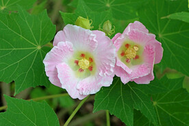 粉色木芙蓉花