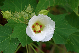 白色木芙蓉花