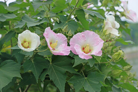 粉色木芙蓉花