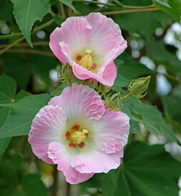粉色木芙蓉花