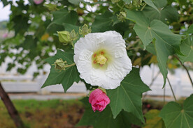 白色木芙蓉花