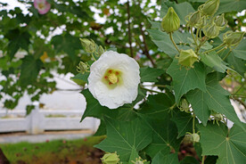 白色木芙蓉花