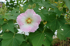 粉色木芙蓉花