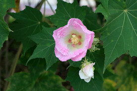 粉色木芙蓉花