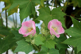 粉色木芙蓉花