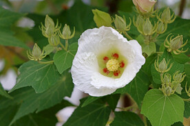 白色木芙蓉花
