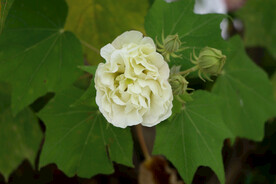 白色木芙蓉花