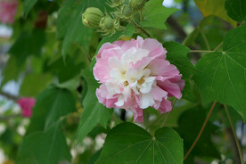 粉色木芙蓉花