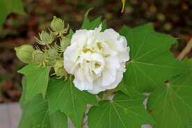 白色木芙蓉花