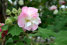 粉色木芙蓉花