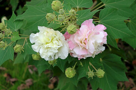 粉色木芙蓉花