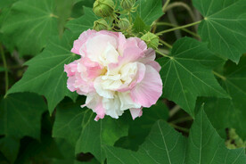 粉色木芙蓉花