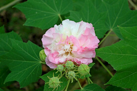 粉色木芙蓉花