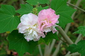 木芙蓉
