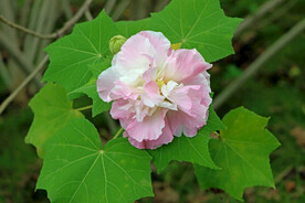 木芙蓉