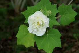 木芙蓉