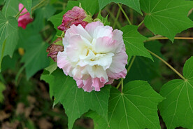 木芙蓉
