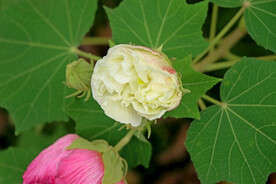 木芙蓉
