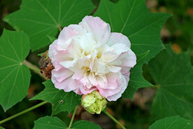 木芙蓉