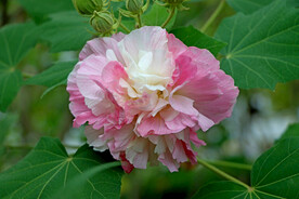 木芙蓉