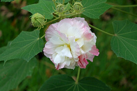木芙蓉