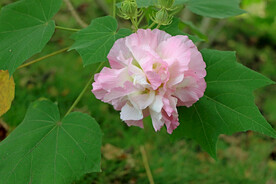 木芙蓉