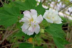 木芙蓉