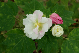 木芙蓉