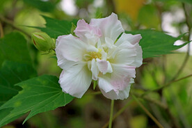 木芙蓉