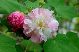 木芙蓉