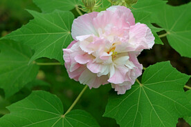 木芙蓉