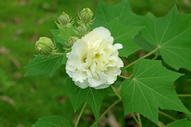 木芙蓉