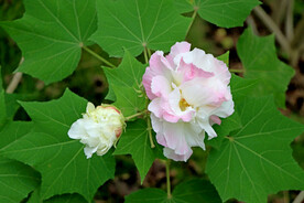 木芙蓉