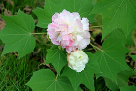 木芙蓉