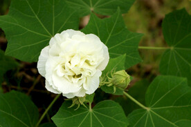 木芙蓉