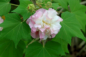 木芙蓉