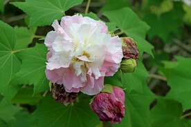 木芙蓉