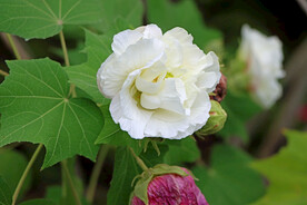 木芙蓉