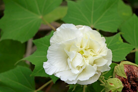 木芙蓉