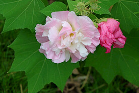 木芙蓉