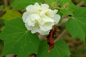 木芙蓉