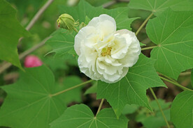 木芙蓉