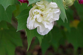 木芙蓉
